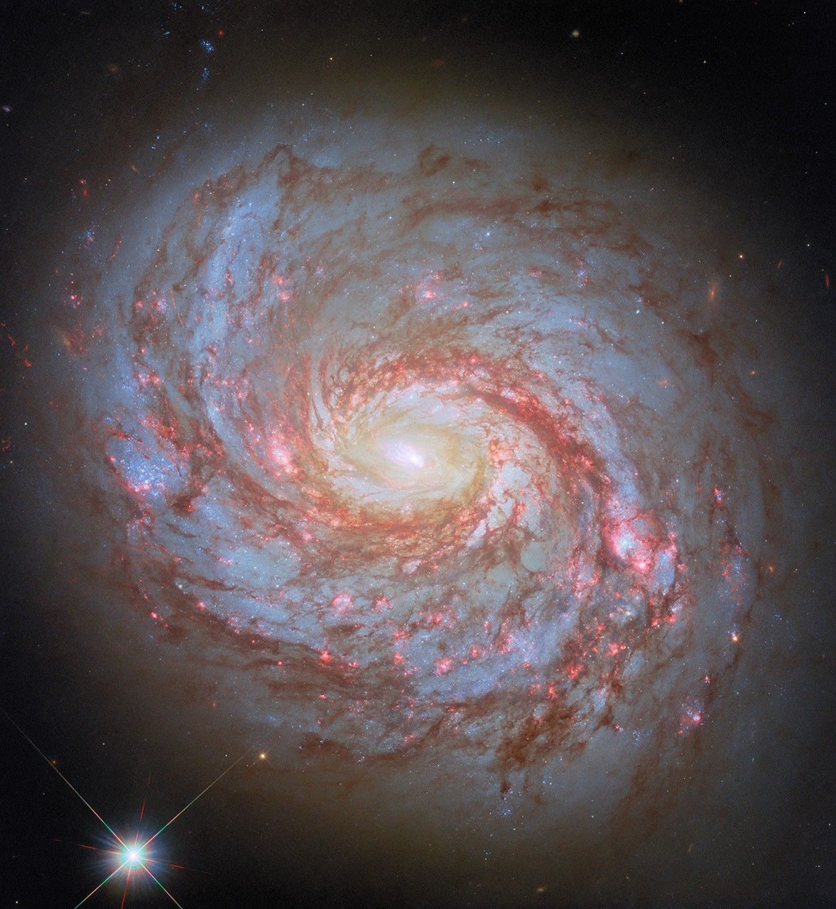 A close-up, face-on view of a spiral galaxy. Its center glows brightly. Spiral arms emerge from the galaxy’s core and wind through the round disk of the galaxy. You can spot these arms by their dark-red dust lanes and dots of brightly-shining, pink spots where stars are forming. Some faint stars are visible around the galaxy, as well as a particularly bright foreground star near the lower-left corner of the image.